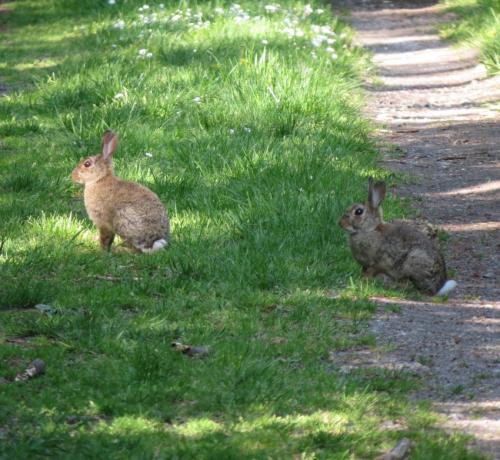 Kaninchen025