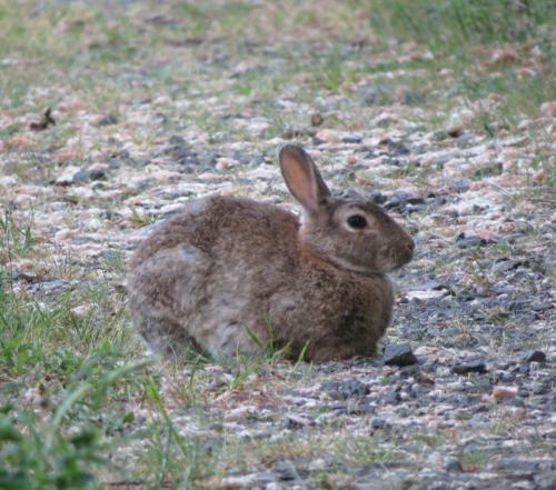 Kaninchen026