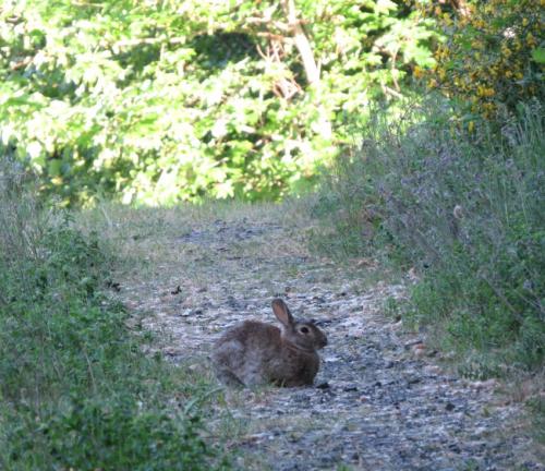 Kaninchen027