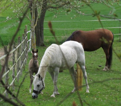 Pferd-Unbekannt046
