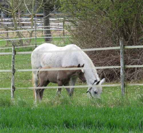Pferd-Unbekannt047
