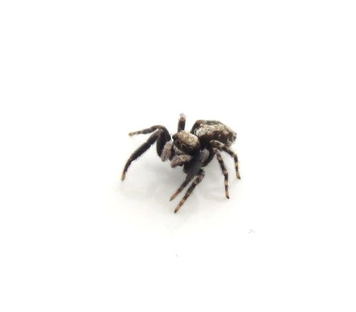 148Spinnentier Zebraspringspinne02