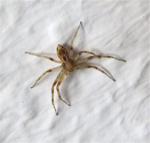 150Spinnentier Unbekannt