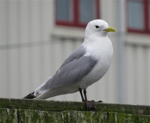 Dreizehenmoewe001