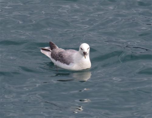 Eissturmvogel001