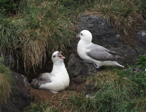 Eissturmvogel002