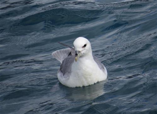 Eissturmvogel003