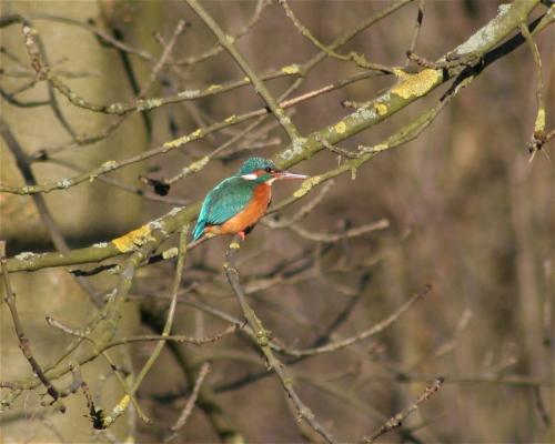 Eisvogel001