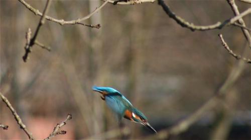 Eisvogel002