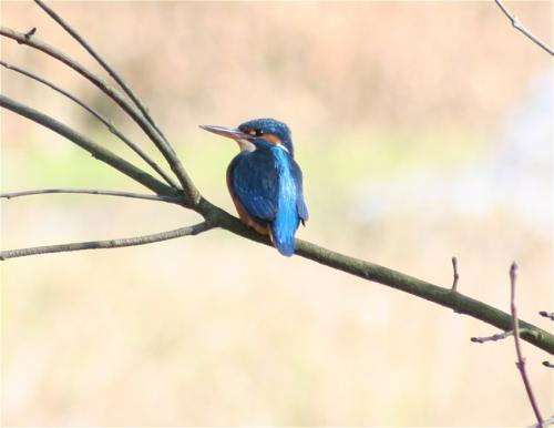 Eisvogel003