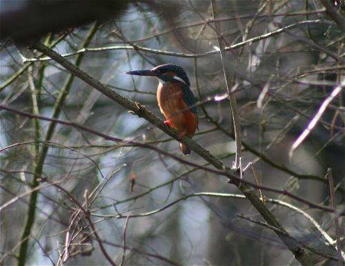 Eisvogel004