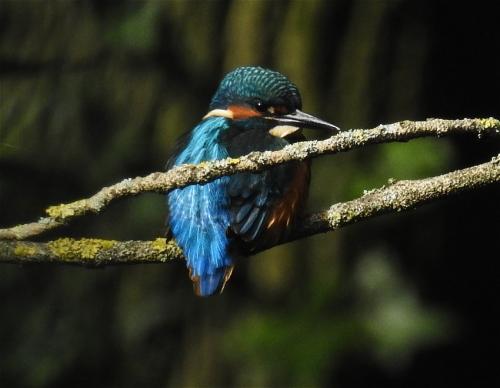 Eisvogel005