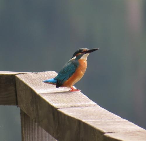 Eisvogel009