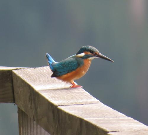 Eisvogel010