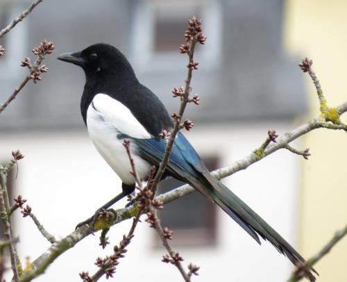 Elster009