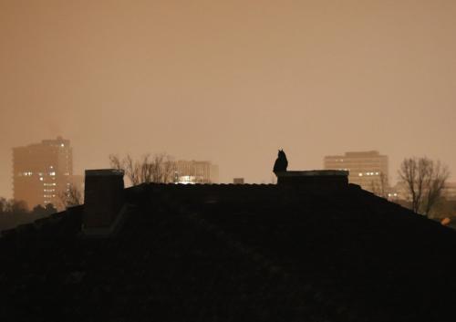 EuropaeischerUhu 007