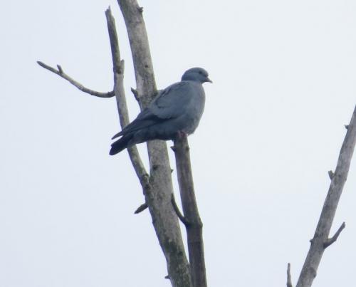 Hohltaube001