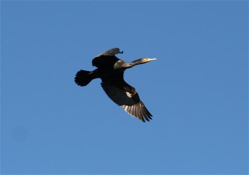 Kormoran001