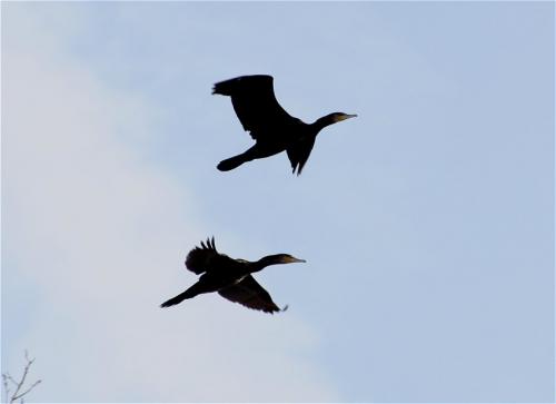Kormoran002