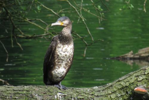 Kormoran003