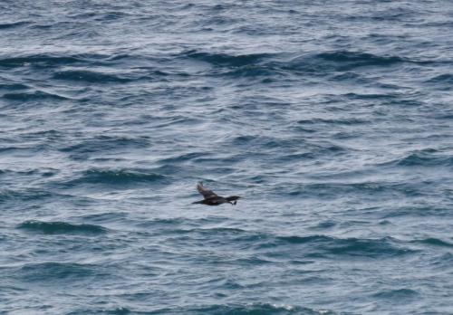 Kormoran004