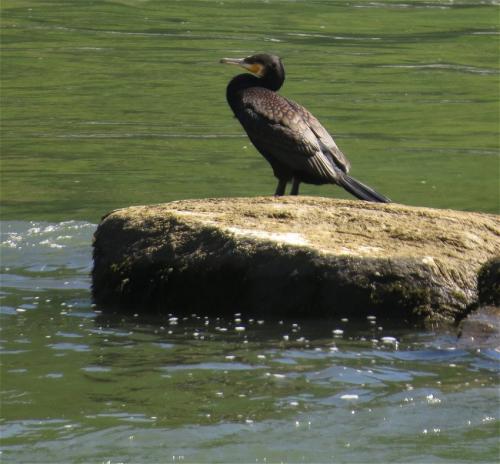 Kormoran005
