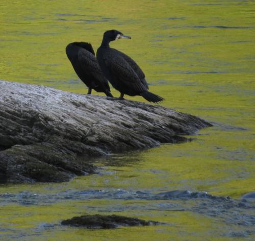 Kormoran006