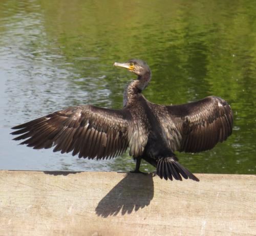 Kormoran008