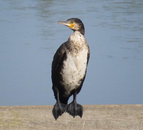 Kormoran009
