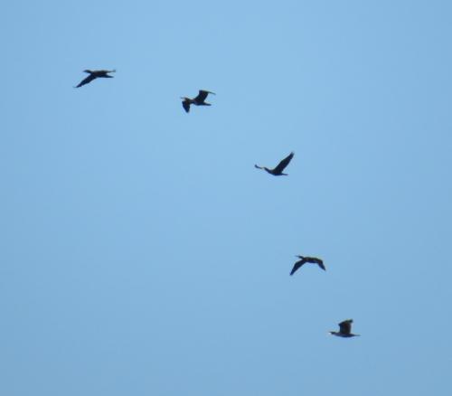 Kormoran010