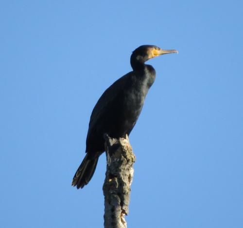 Kormoran011