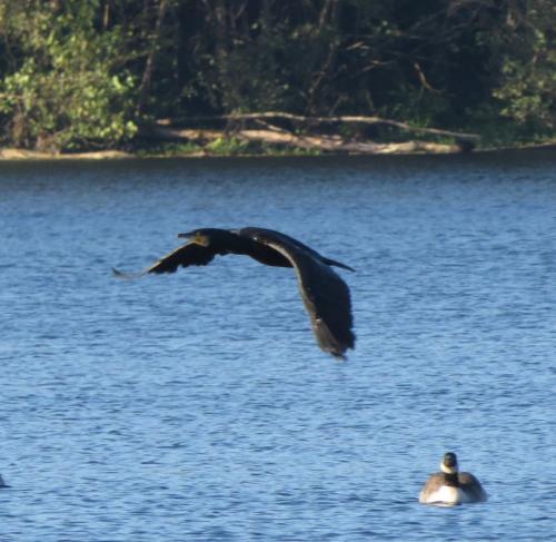 Kormoran012