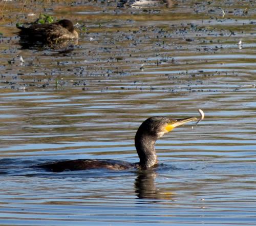 Kormoran013