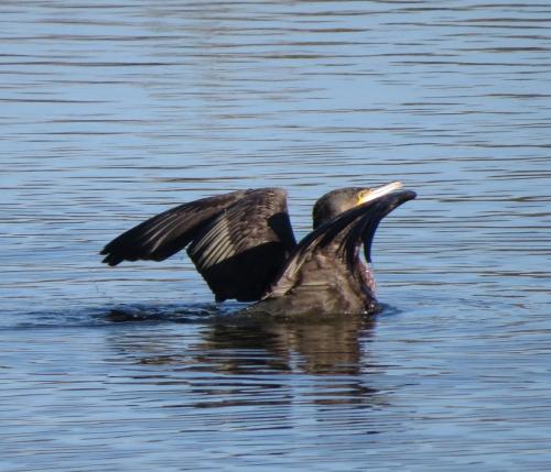 Kormoran014