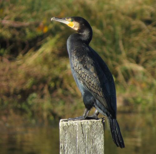 Kormoran015