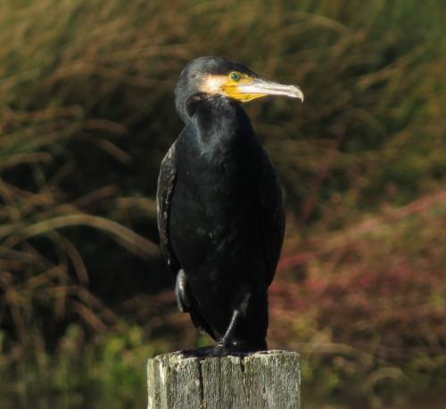 Kormoran016