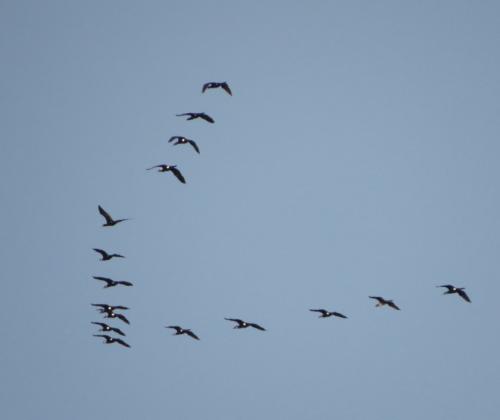 Kormoran017