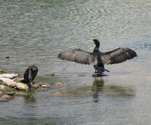Kormoran018