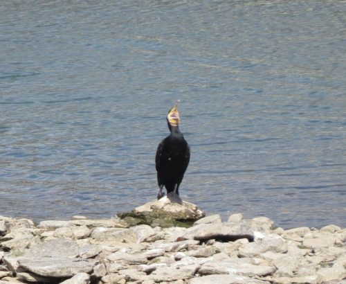 Kormoran019