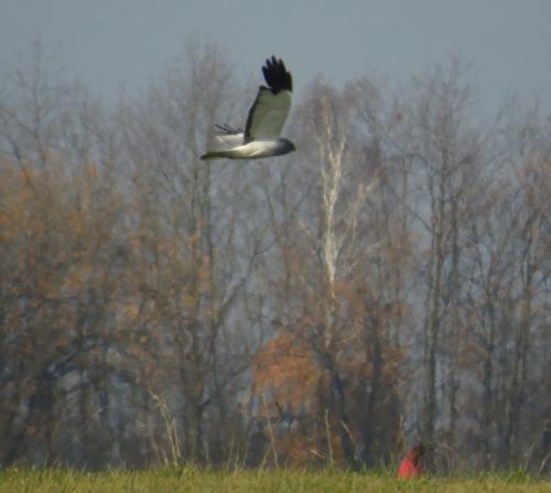 Kornweihe001