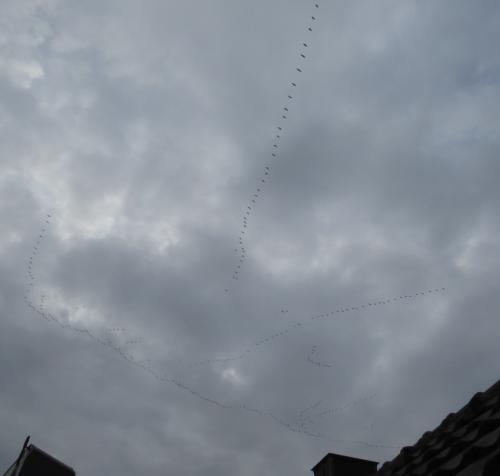 Kranich025