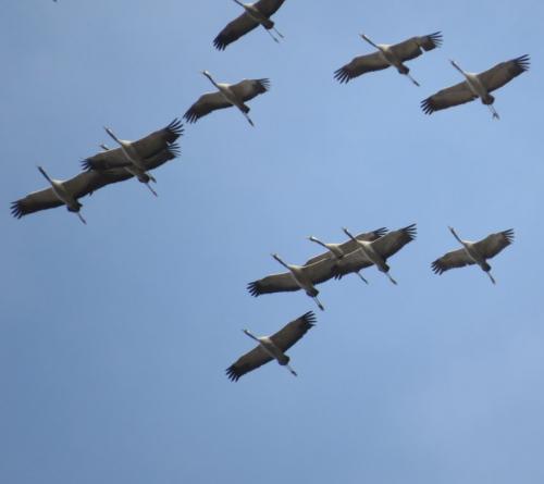 Kranich038