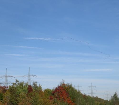 Kranich051