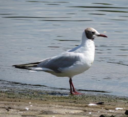Lachmoewe005