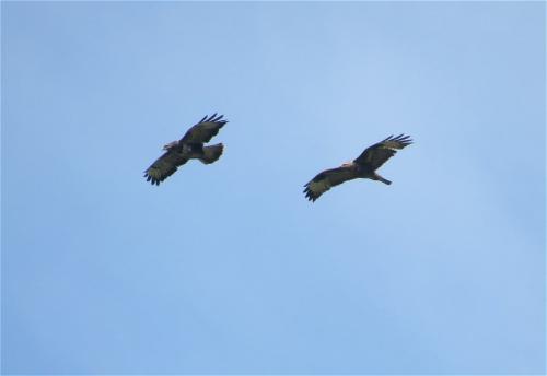 Maeusebussard001
