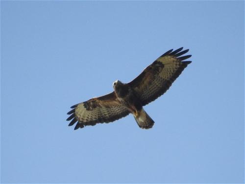 Maeusebussard002