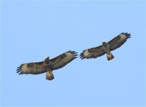 Maeusebussard003