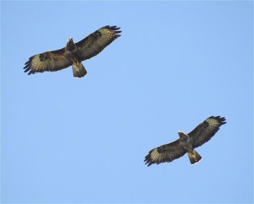 Maeusebussard004