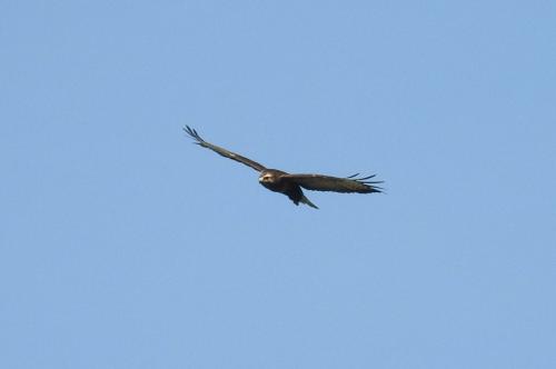 Maeusebussard005