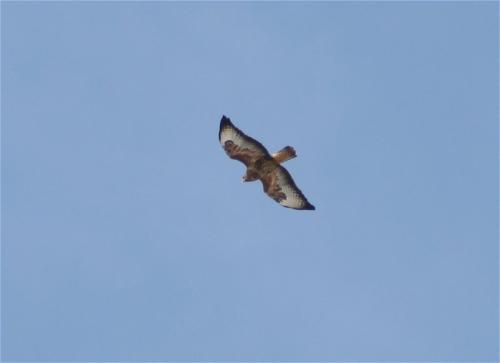 Maeusebussard006